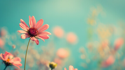 Cosmos flowers with filter effect retro vintage style and soft focus.