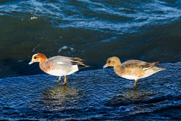 ヒドリガモのつがい