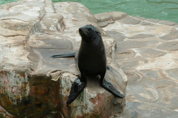 southern sea lion on the Atlantic Ocean, Mar Del Plata, Argentina, 25.03.2024