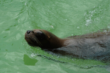 Obraz premium southern sea lion on the Atlantic Ocean, Mar Del Plata, Argentina, 25.03.2024