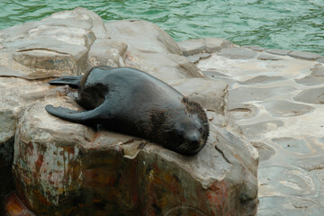 southern sea lion on the Atlantic Ocean, Mar Del Plata, Argentina, 25.03.2024