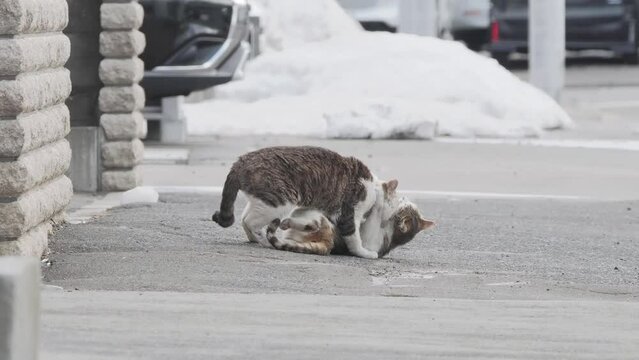 野良猫の交尾