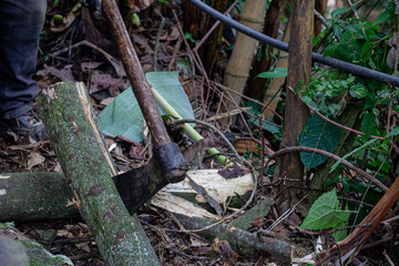 Man holding heavy Axe in lumberjack hands chopping or cutting wood trunks