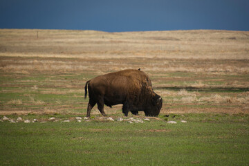 buffalo on the prairie