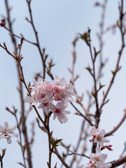 咲き始めた桜の花