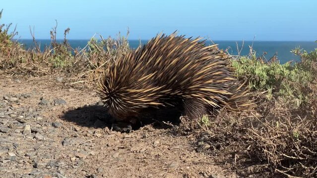 An echidna or spiny anteater digging for and eating ants along the coastline of the Fleurieu Peninsula in South Australia in 4k video footage
