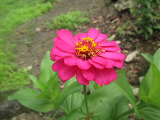 Fototapeta premium Pink paper flowers are blooming