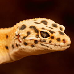 Close-up photo of a leopard gecko
