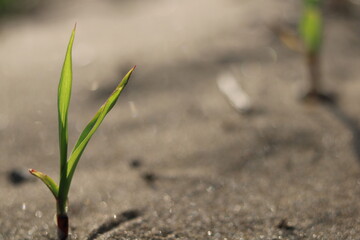 Green shoots grow from the brown earth