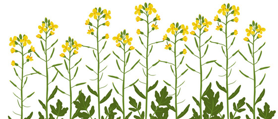 rapeseed, canola, field flower, vector drawing wild plants at white background, Brassica napus ,floral border, hand drawn botanical illustration