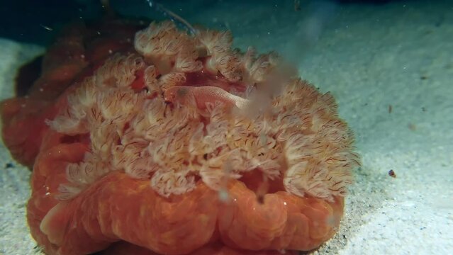 Closeup of Emperor Shrimp Playing With Spanish Dancer Underwater At Night.