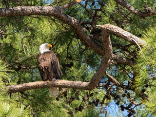 Adult Bald Eagle in a Loblolly Pine Tree Facing Right in Texas