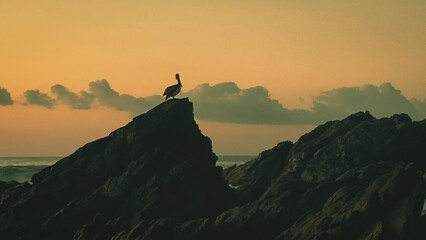 amanecer pelicano