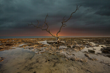 Florida Keys dead tree by Horseshoe Beach
