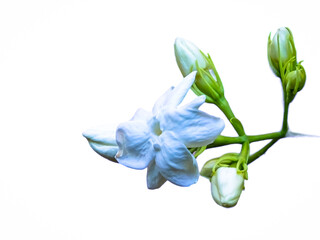 White jasmine flowers blooming on a white background
