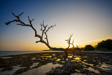 Florida Keys dead tree by Horseshoe Beach - obrazy, fototapety, plakaty