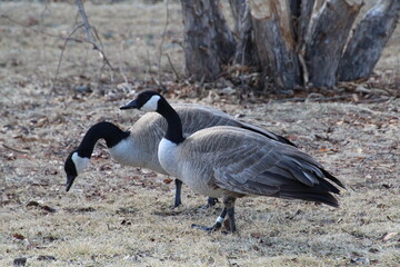 Fototapeta premium Geese On The Grass, Gold Bar Park, Edmonton, Alberta