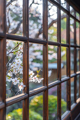 Beautiful sakura cherry blossom view outside an old Chinese wooden window