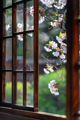Beautiful sakura cherry blossom view outside an old Chinese wooden window
