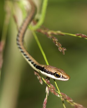 The Painted Bronzeback Dendrelaphis pictus is a widespread and adaptable species occurring in a broad range of habitats.