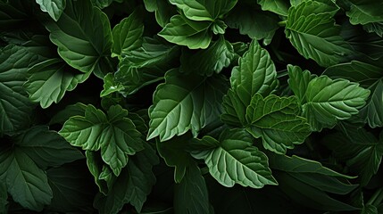A lush green leaf texture - obrazy, fototapety, plakaty