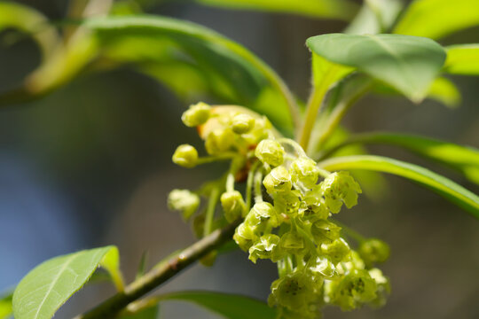 Small young lime yellow colored flowers of blooming Kuromoji (Lindera umbellata, Natural+flash light, macro close-up photography)