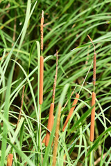 初夏のガマの穂