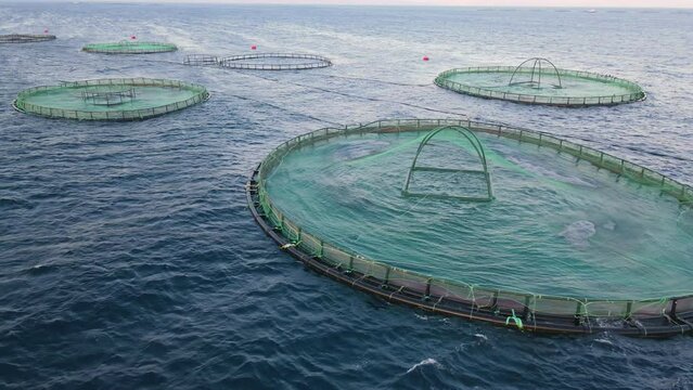 Aquaculture farming, fish growing cages in calm deep water, Aerial close-up view