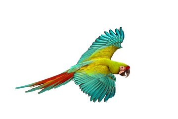 Colorful flying Military Macaw parrot isolated on transparent background png file	