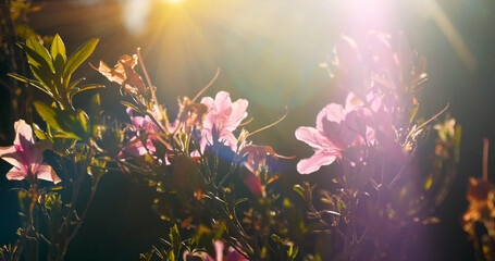 Sunny flower floral soft nature sunbeam blossom blurred background. Sunbeam shining through Pastel pink romance bloom spring season soft ray light. Petals blossom in beautiful garden on sunshine day