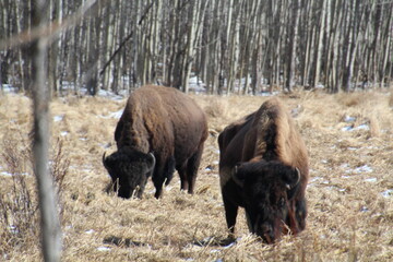bison in park, Elk Island National Park, Alberta