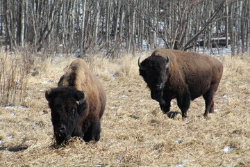 Bison On The Meadow, Elk Island National Park, Alberta