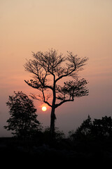 silhouette of tree during sunset