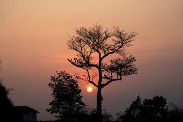 silhouette of tree during sunset