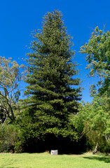 Leafy and elegant pine tree in a field in the city of Adelaide, Australia.