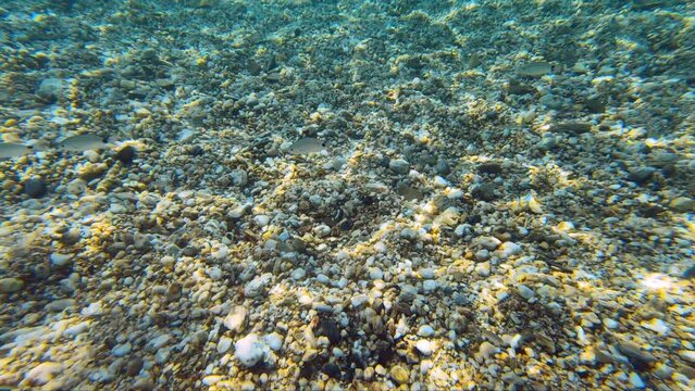 Underwater video of flock of saddled seabream fishes  swimming over pebble bottom