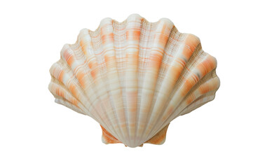 Isolated Natural Scallop seashell Photography 