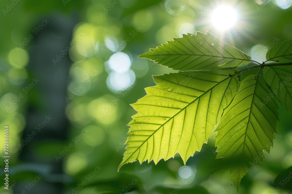 Sticker green leaves background in sunny day with bokeh and sun ray