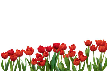 Close-up of several orange tulips isolated on transparent background png file.