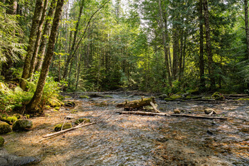 Stream going through the forest Chilliwack lake Park tree trunk