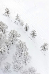 Topdown aerial view of a snow field with trees
