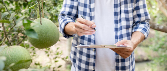 Organic farming, fruit farm. Farmers recheck quality record on data on checklist. Pomelo grow...