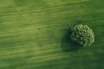 Tuinposter Aerial view of green field with trees for background © grey