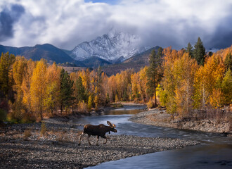 Moose at the river in autumn yellow forest by snowcapped mountains. North Cascades. Winthrop. WA. USA