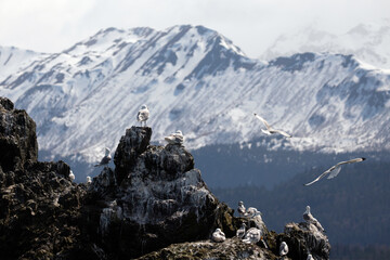 Seagulls on Gull island in the Kachemack bay near Homer Alaska United States