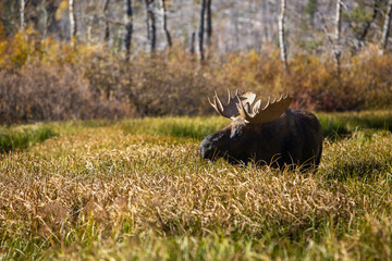 moose in the meadow