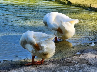 Water Bird Beak Feather Lake Ducks, geese and swans