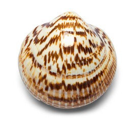 Seashell Top View