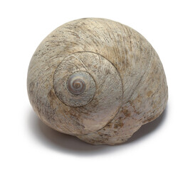 Snail Shell - 772705750