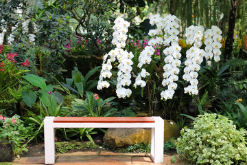 White orchid phalaenopsis flower field blooming in garden background with blank bench